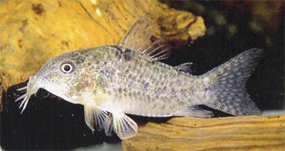 Corydoras sp. C67